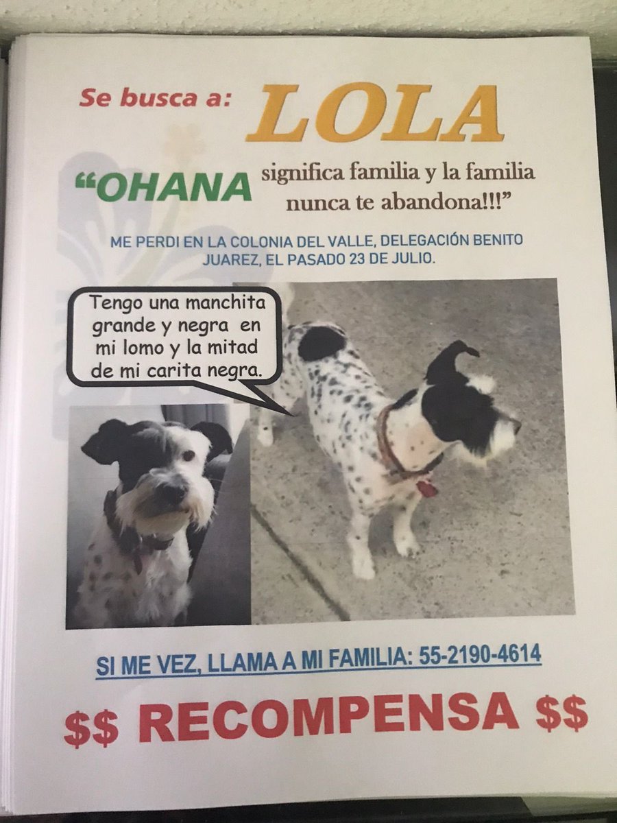 marthapauescobedo@gmail.com (@marthapauescob2) on Twitter photo No te olvidamos!!! Te buscamos en cada publicación, grupo, asociación y mención VUELVE LOLA, te esperan tu hermano, hermanas y tu familia <a href="/LauraSanchezLey/">Laura Sánchez Ley</a> <a href="/LetyVarela/">Lety Varela</a> <a href="/Lacasadelsalchi/">La casa del perro Salchicha CDMX</a> <a href="/Apoyo_Croqueton/">Apoyo Croquetón</a> <a href="/UbicapetMexico/">UBICAPET MÉXICO</a> <a href="/Lacasadelsalchi/">La casa del perro Salchicha CDMX</a> @CaninaAmber No te olvidamos!!! Te buscamos en cada publicación, grupo, asociación y mención VUELVE LOLA, te esperan tu hermano, hermanas y tu familia <a href="/LauraSanchezLey/">Laura Sánchez Ley</a> <a href="/LetyVarela/">Lety Varela</a> <a href="/Lacasadelsalchi/">La casa del perro Salchicha CDMX</a> <a href="/Apoyo_Croqueton/">Apoyo Croquetón</a> <a href="/UbicapetMexico/">UBICAPET MÉXICO</a> <a href="/Lacasadelsalchi/">La casa del perro Salchicha CDMX</a> @CaninaAmber