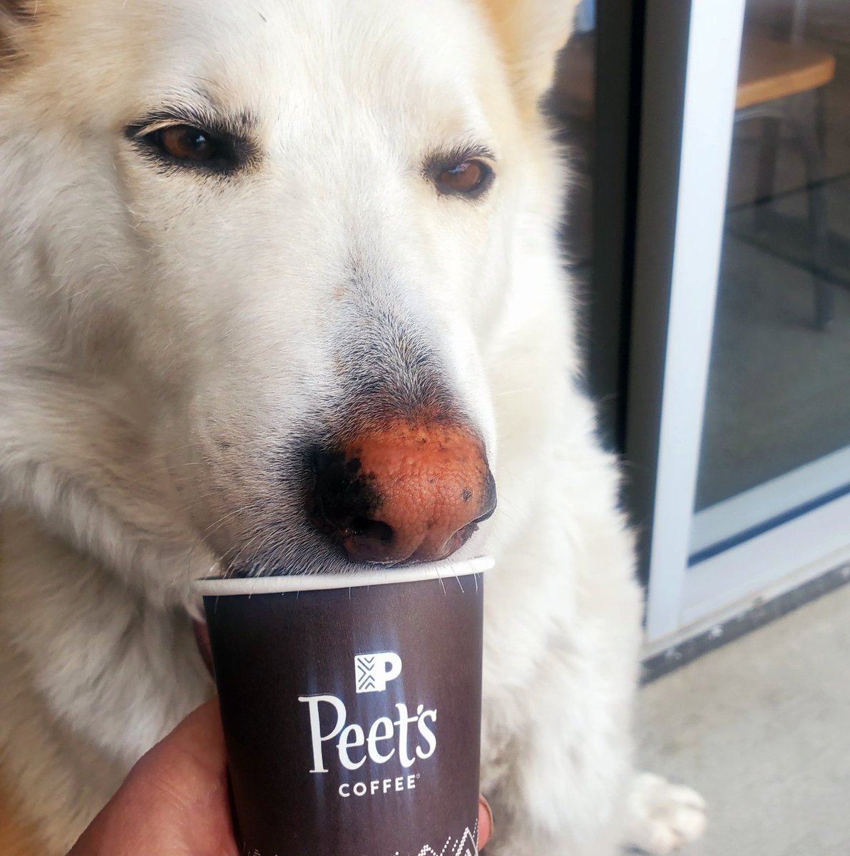 MagnetoWolfDog's tweet image. I&apos;m not the first #wolfdog #spokesmodel for @peetscoffee, but I do think I&apos;m the best. The joke is on them, though, because on top of making all this #bank, their #puppuccinos are the best, and I get unlimited refills gratis. #peets #wolfhybridsoftwitter