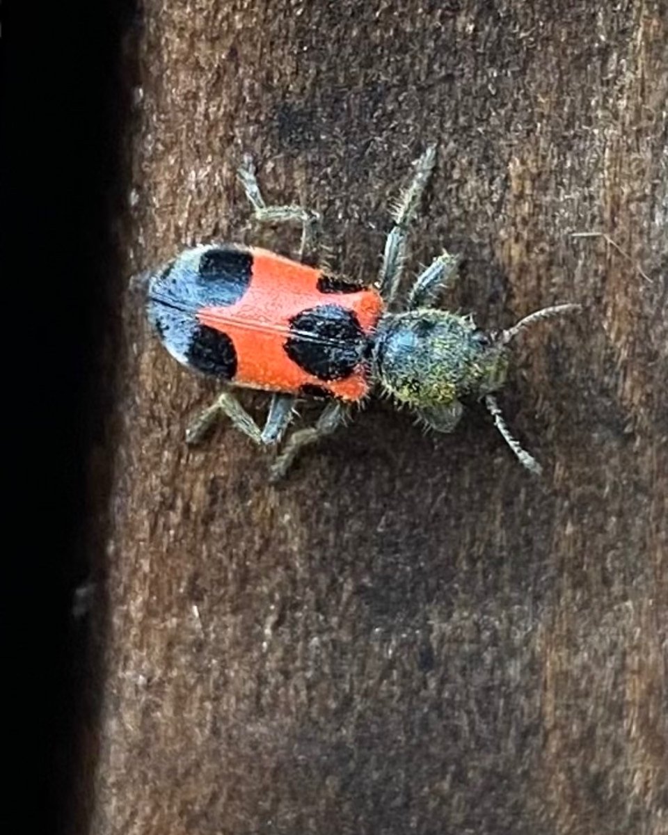 Found on the wall of our visitor center this Checkered Beetle (Enoclerus eximius) is a predator of smaller insects. Its bright colors may indicate that it is poisonous to birds and other visual predators!