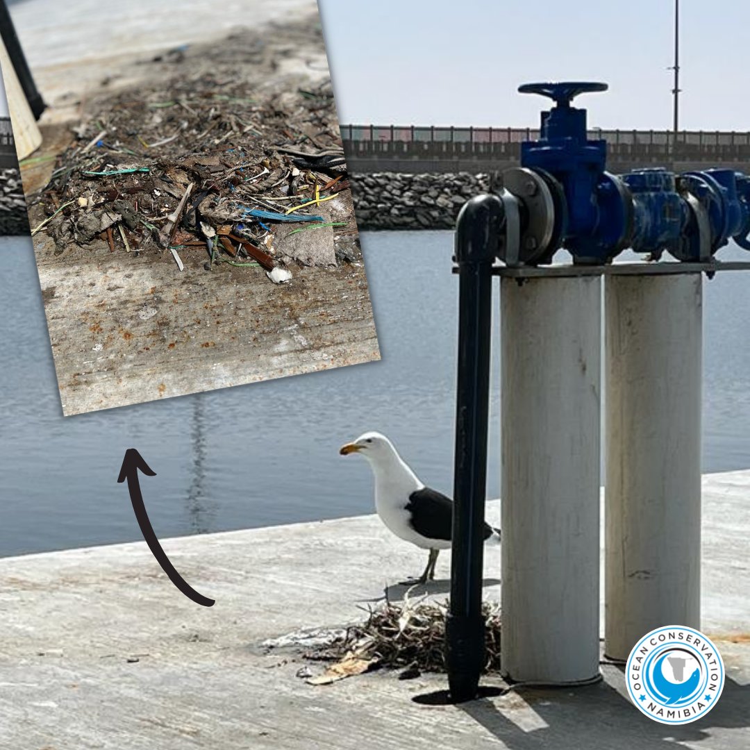 What do you think of this picture? Seagull making a nest using plastic. Taken at Walvis Bay harbour, Namibia. #animalscanttellthedifference #plasticpollution #plasticcrisis #ocnamibia #oceanconservationnamibia