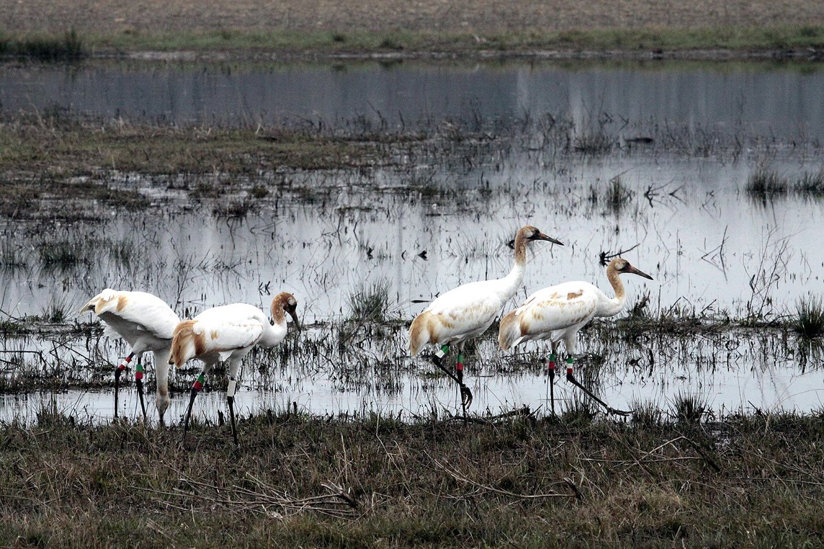 From birding & hiking to boating & wildlife viewing, Wheeler National Wildlife Refuge in Alabama offers many ways to connect with nature: ow.ly/thK450HQ8N7 
 
📷: Juvenile whooping cranes foraging by Bill Gates/USFWS
 
#AmericaTheBeautiful #TeamPublicLands