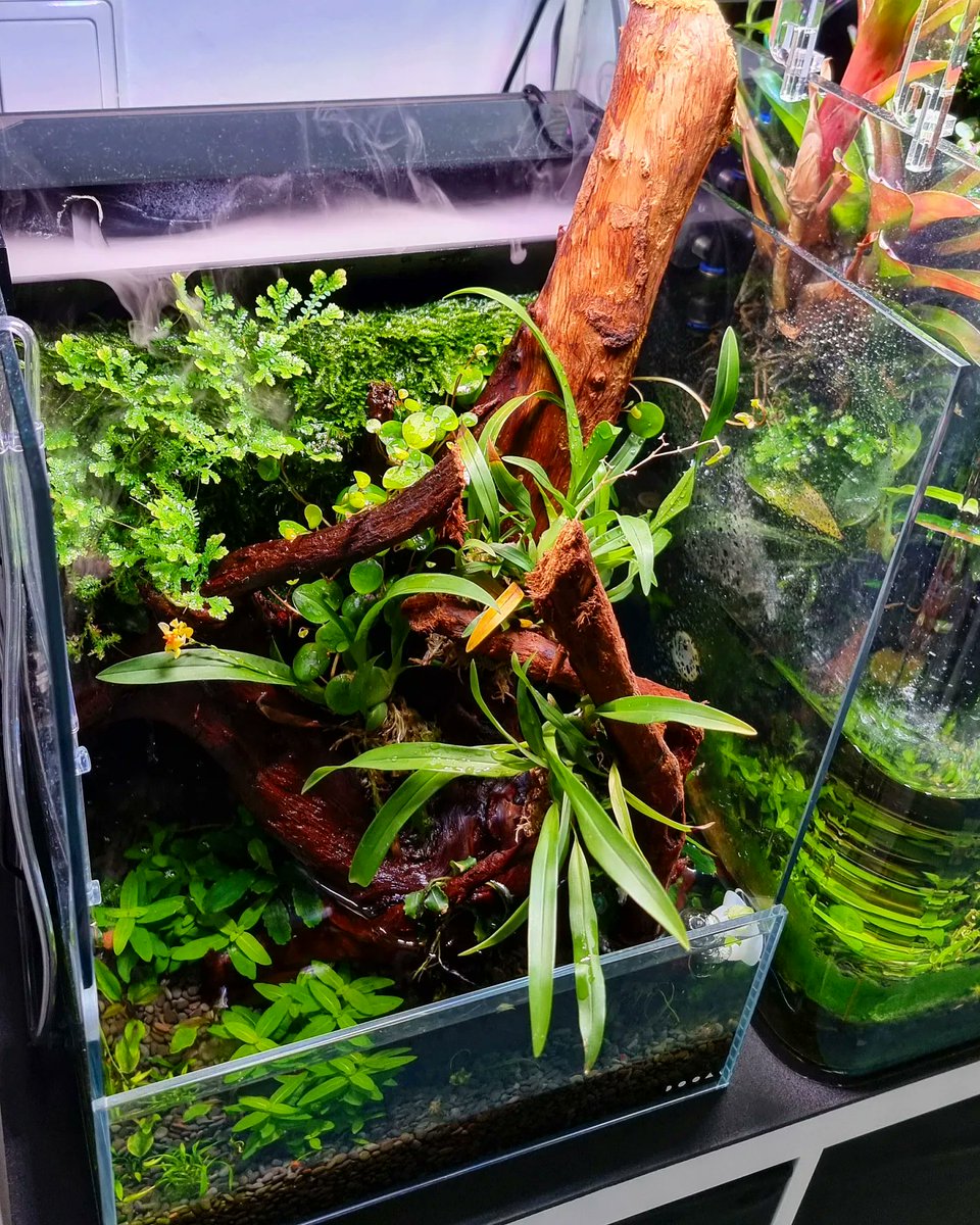 Aquarium_Zimmer (@AquariumZimmer) / Posts / X