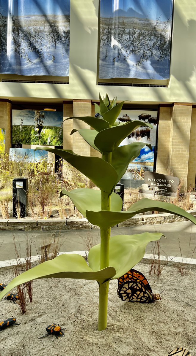 You know that feeling when it seems like your plant just grew overnight? We get that. New leaves and teeny, tiny buds have emerged on our blowout penstemon. See it grow through May 8 during Wonders Under Glass!