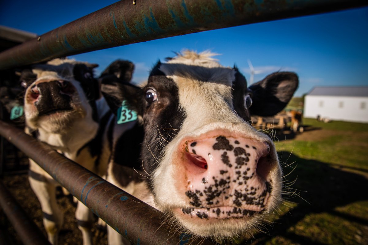 NWMOSTATE's tweet photo. We interrupt your timeline to remind you about the Agricultural Sciences Visit Day on March 1. Interested in #agsciences? ππ½You won't want to miss this! Register: https://t.co/9eLiIfOANv https://t.co/GiDzInQ2Jy
