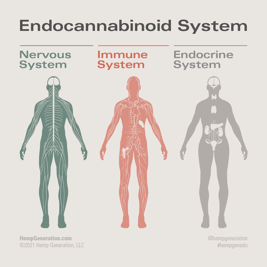 HG_NFT's tweet photo. We carry receptors throughout our bodies that bind perfectly with cannabinoids produced by cannabis, which can be used to provide our regulatory system with additional help when needed to achieve balance.

#cbd #hemp #cannabis #NFTs #NFT #NFTCommunity #NFTdrop #NFTCollection https://t.co/ODd34peKMa