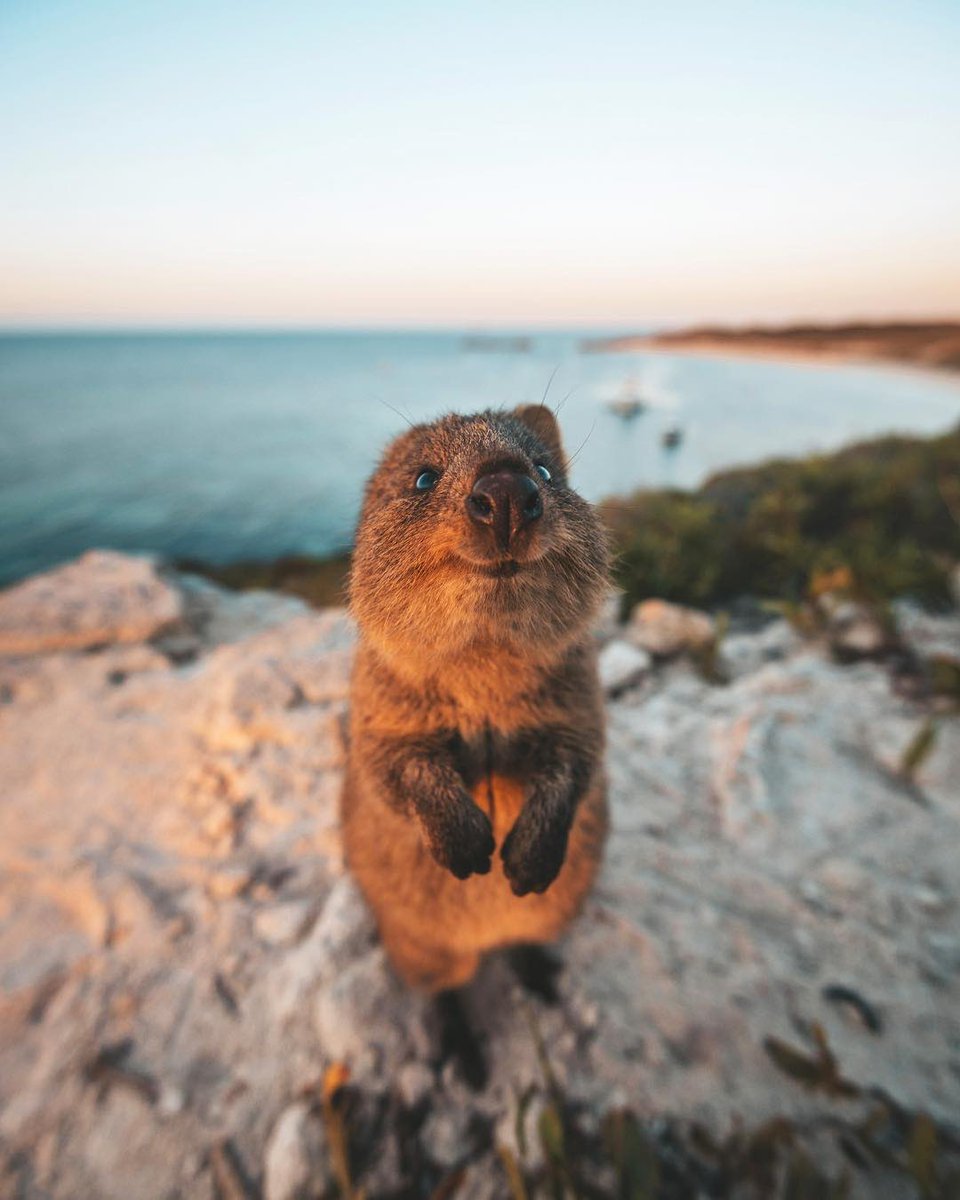 Bouteflikov's tweet photo. «l’animal le plus heureux au monde», le Quokka. Il vit en Australie, semble tout le temps joyeux, est inoffensif et il aime la compagnie des humains. https://t.co/Qcvkh1C81R