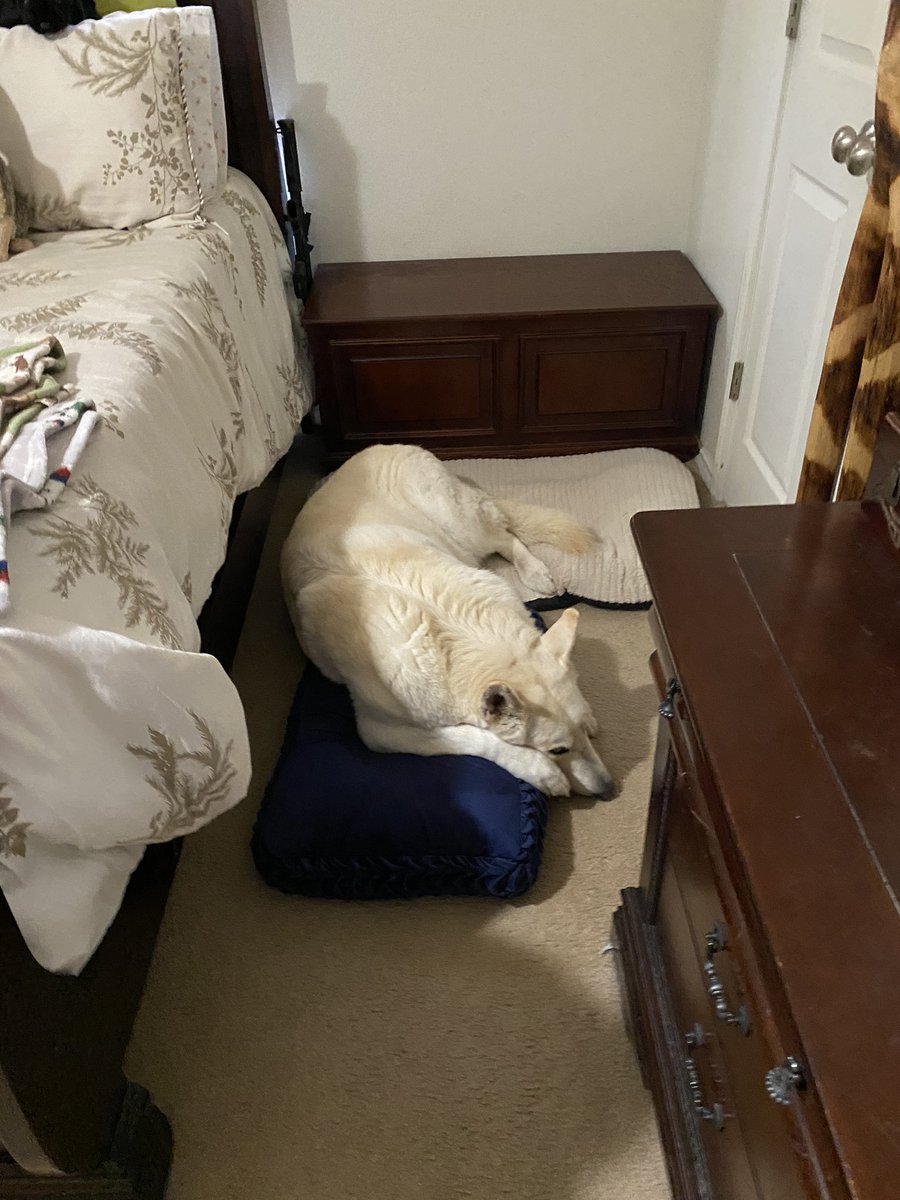 samkist's tweet photo. Halo really is a comfort loving puppers… that is the pillow from my chest( I gave it to him) and he has set it up for max sprawl comfort https://t.co/2VKloAFC18