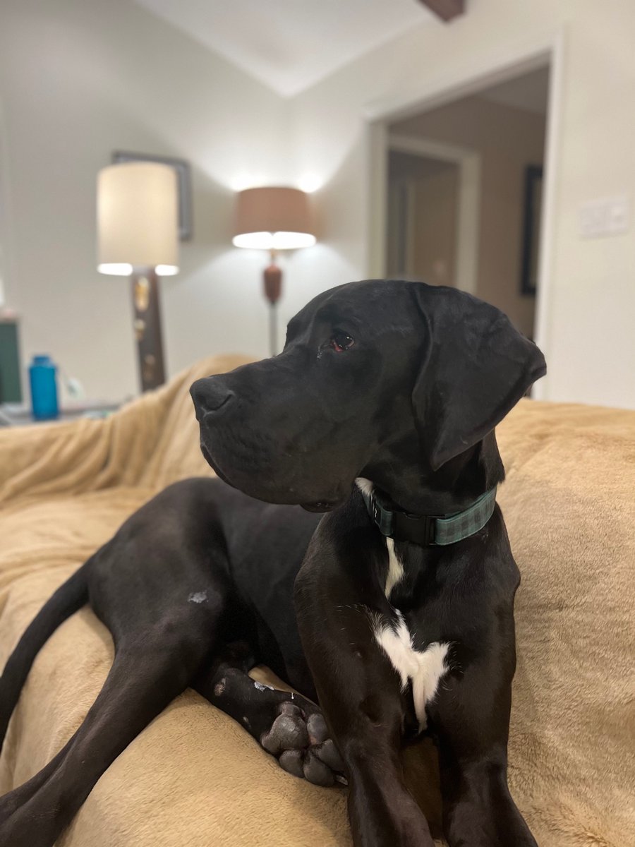 AllyRae91's tweet photo. Breaking my twitter hiatus to let everyone know that Daisy and Witten approve of this matchup. 🐾  #sicalbany @BUFootball https://t.co/hE2XN14acY