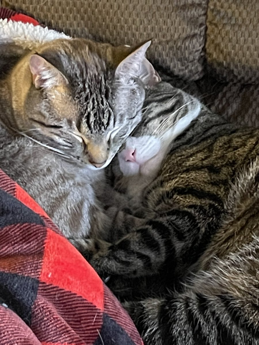 Brotherly love. Sam and Max are too stinking cute.😻