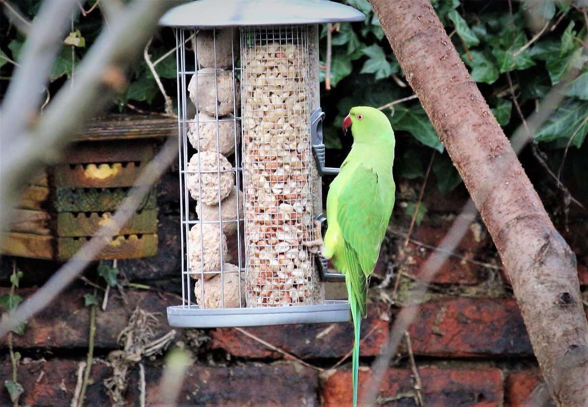Did you spot the parakeets on the livestream today? We had a pair back and forth to the feeders all day! Our night time camera is live streaming now…watch out for foxes! <a href="/FriendsDebdale/">Friends of Debdale Park</a> <a href="/SpringWatchUK/">SpringWatch UK</a> <a href="/BBCSpringwatch/">BBC Springwatch</a>