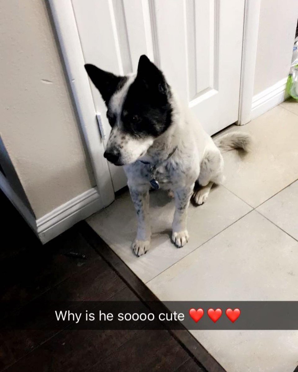 spicyythang's tweet photo. 2005-2022, may you Rest In Peace baby boy! Run as fast as you can !! Until I see you again Oreo 💙 https://t.co/LbjU8U8FWM