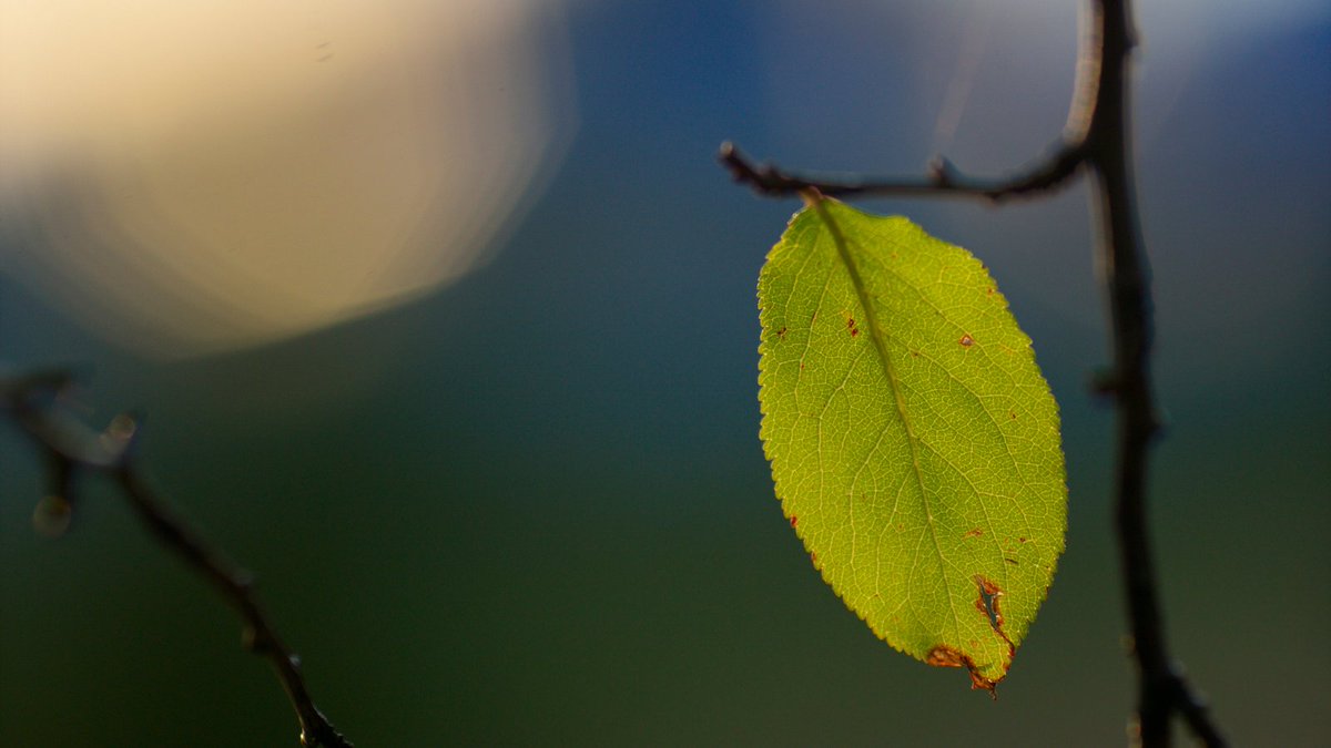 Harvard Center for Health and Happiness tweet media