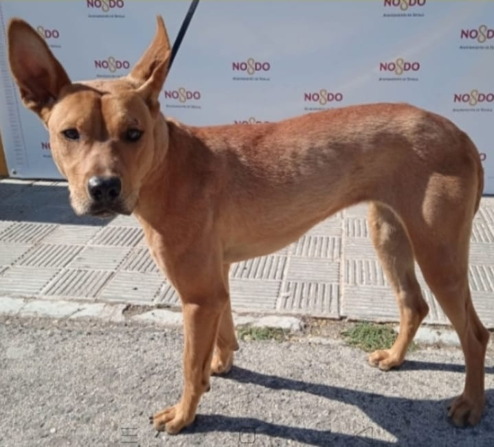siviaromera1's tweet photo. D.E.P. SIN PALABRAS NADIE LA AYUDÓ
Esta perrita, después de siete meses en PERRERA, afónica de tanto ladrar...
Según la web de la perrera FALLECIDA E INCINERADA.
15/02/22 https://t.co/6xZh2mxfqg