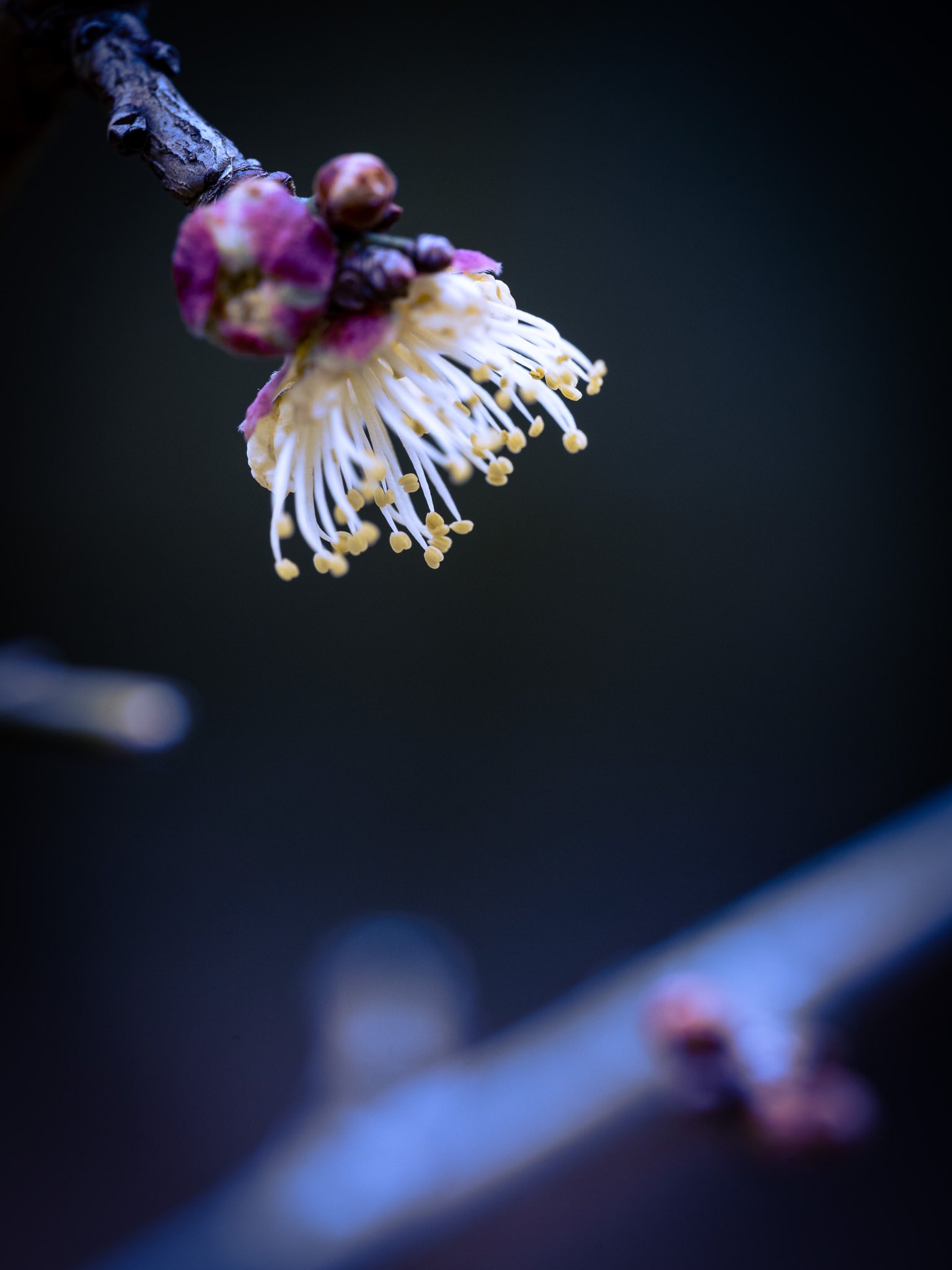 Takao 酈懸 テッケンの花が咲いていました 花弁のない種類の梅です お茶の茶筅に似ているので茶筅梅とも呼ばれます 中国 の三国時代 曹操の息子文帝の頃に菊慈童という仙人が酈懸山の水を飲み不老不死になったという伝説に由来する名前とのことです 花