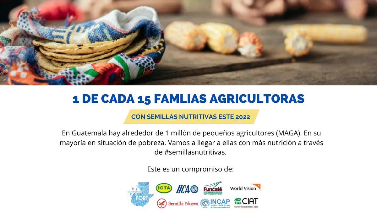 1 de cada 15 agricultores sembrarán cultivos #nutritivos este 2022. #Semillas de maíz, frijol, yuca, papa y camote llegarán a alrededor de 66,000 familias a través de los miembros de la Plataforma Biofort👇
