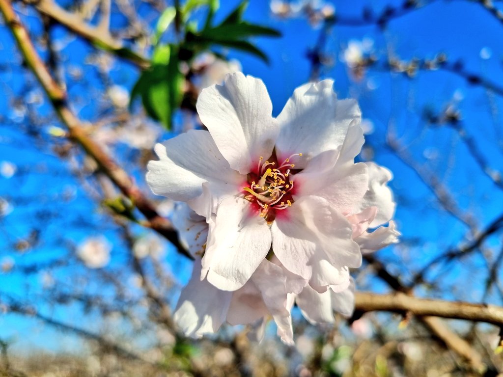 Actualización de cultivos en sur de España a 15 de febrero:

#trigoduro en Sevilla
#coliflor en Jerez
#Almendro Vairo en Medina Sidonia