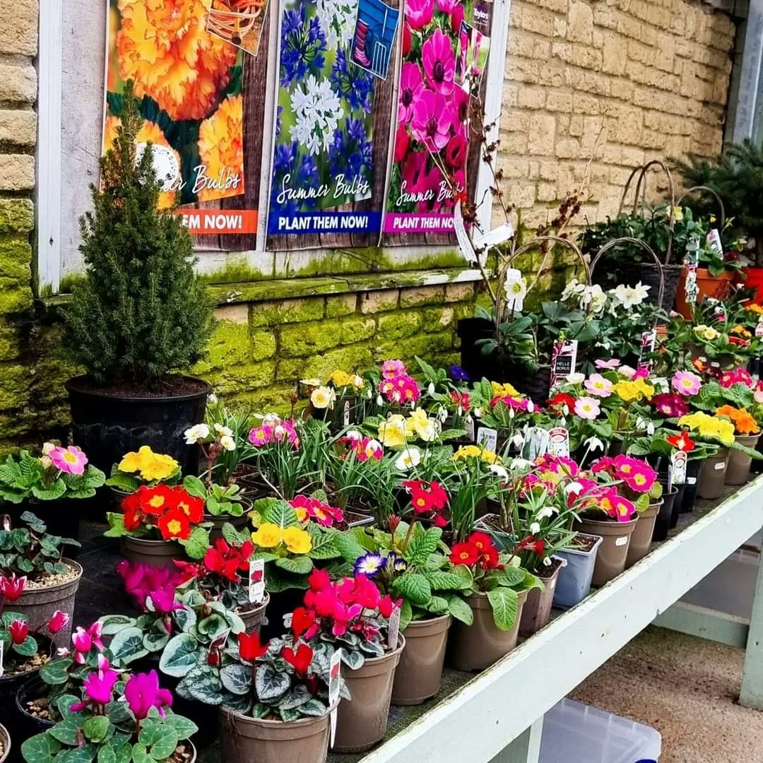WyattsGarden's tweet image. 🌷 The nursery is looking so colourful at the moment.
These brightly coloured primulas are only £1.99 each and are grown here in our nursery 🌷