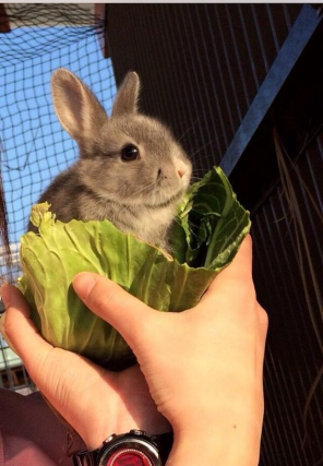 Bunnies (@rabbiteveryhour) on Twitter photo 