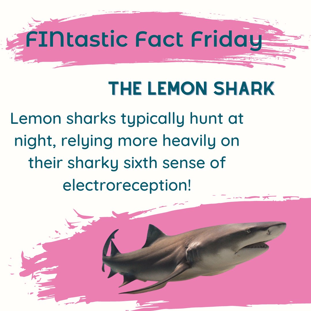 Gills Club on Twitter "Happy FINtasticFactFriday Gills! All sharks