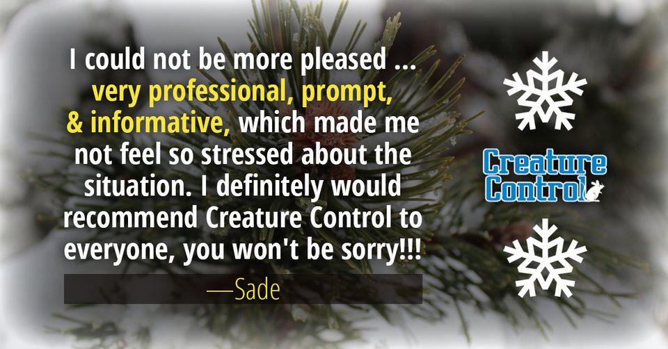 CreatureContro1's tweet image. Looking for a pest control company you can trust? You’ve come to the right place!
📲Call: 1-800-441-1519
💻Or book an appointment: creaturecontrol.net/contact
#CustomerService #Professional #pestcontrol