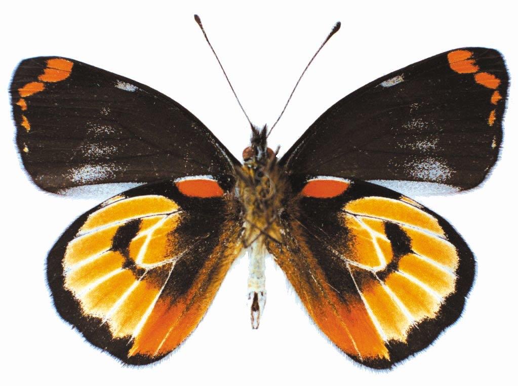 CommentatorGen's tweet photo. #ButterflyGame Same species? Or different? https://t.co/9zGRatoiEz
