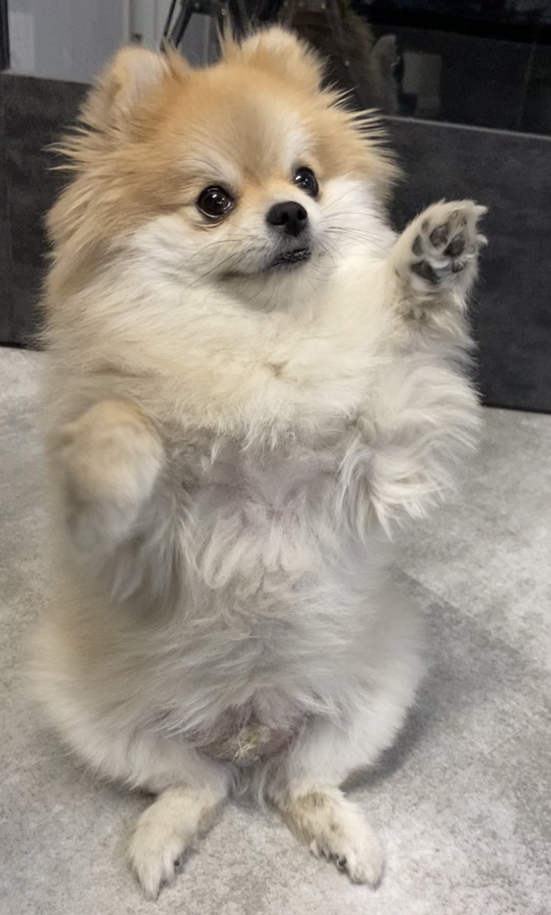 たぬこはチャンネル チンチン 少し出来てきました 可愛い 犬 Dog ポメラニアン T Co Ro7crw4pma Twitter