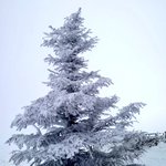 ツイートに含まれる画像