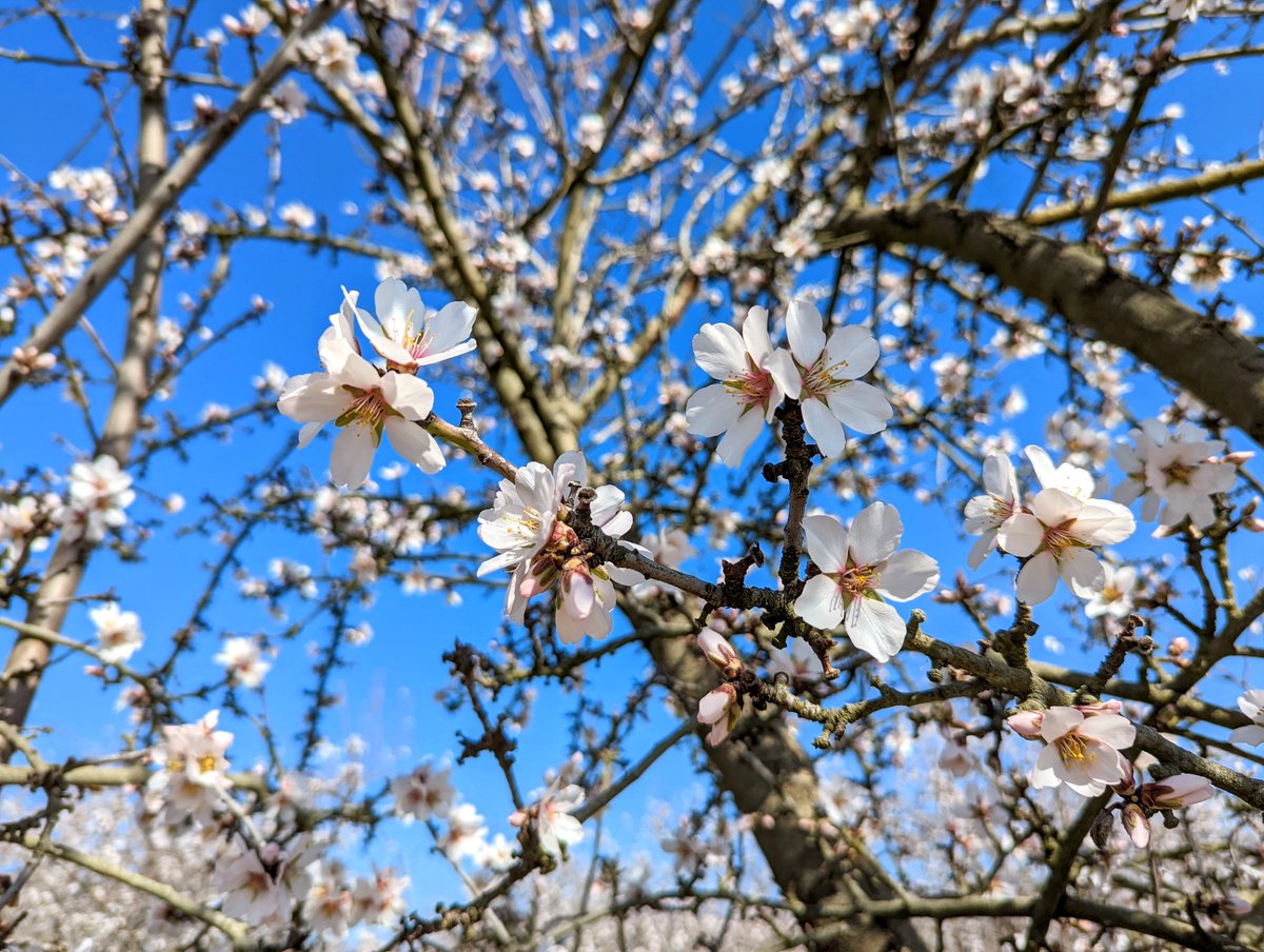 WhereDoITake's tweet photo. The almond trees are blooming around Escalon, CA.

https://t.co/9rX2ZVta4G

#AlmondTrees #EscalonCalifornia #NorthernCalifornia #California https://t.co/KveyqCUNAk