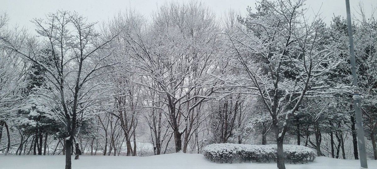 입춘이 지났는데 미친듯이 쏟아지네요.