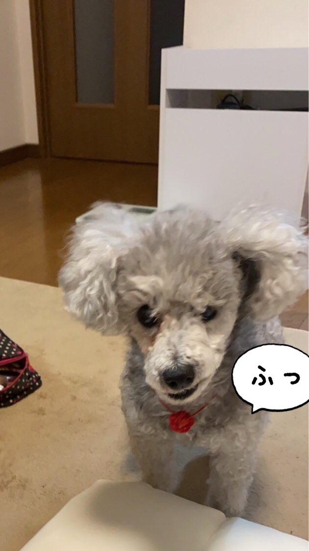 トイプードルのバジル Yuki Twitter トイプードルのバジル Yuki Twitter