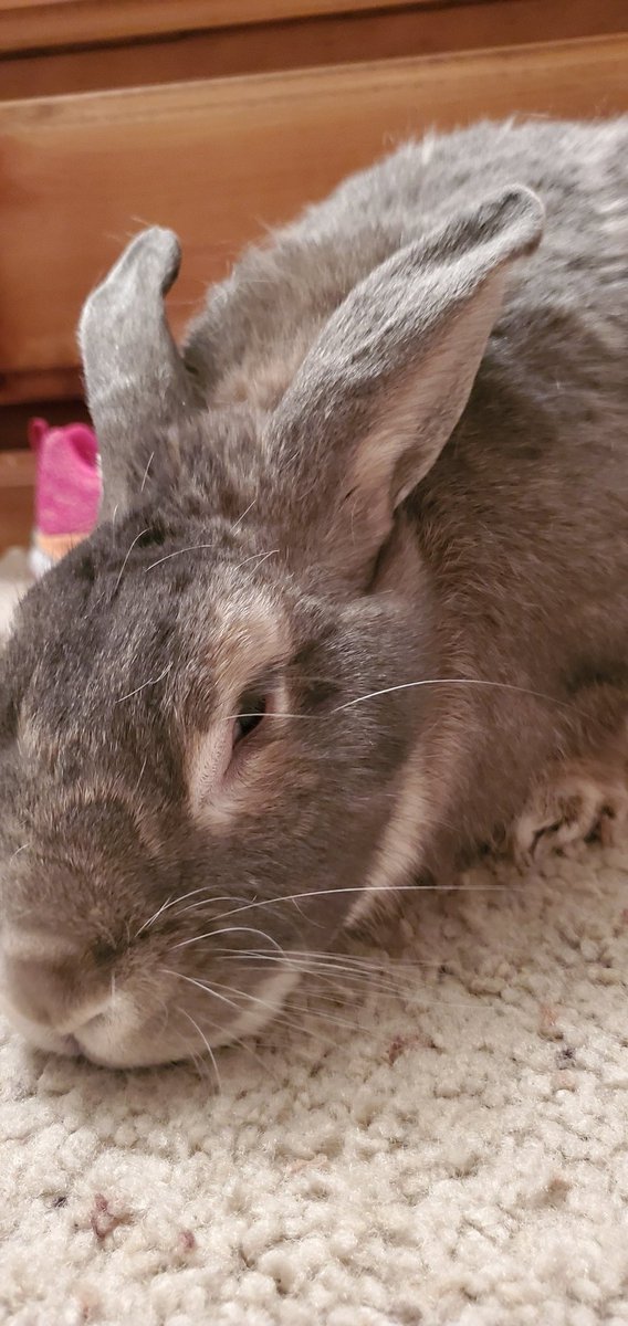 fairy_lemonade_'s tweet photo. Today is a little harder than the others missing my bun.
I'm still so grateful he was in my life.
Love you, sammie. https://t.co/UwnhL2Lefi