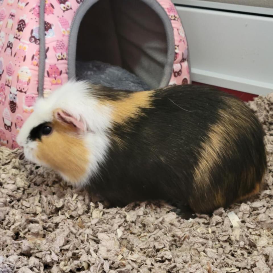 HeartlandPaws's tweet photo. AWAITING ADOPTION: George &amp; Walter are 3 year old Guinea Pigs that definitely have personalities of their own! Being separated would not be an issue as they both are very independent. They are currently in a foster home &amp; looking for their new family. Contact HHS at 605.664.4244! https://t.co/4nKiUgBiLt