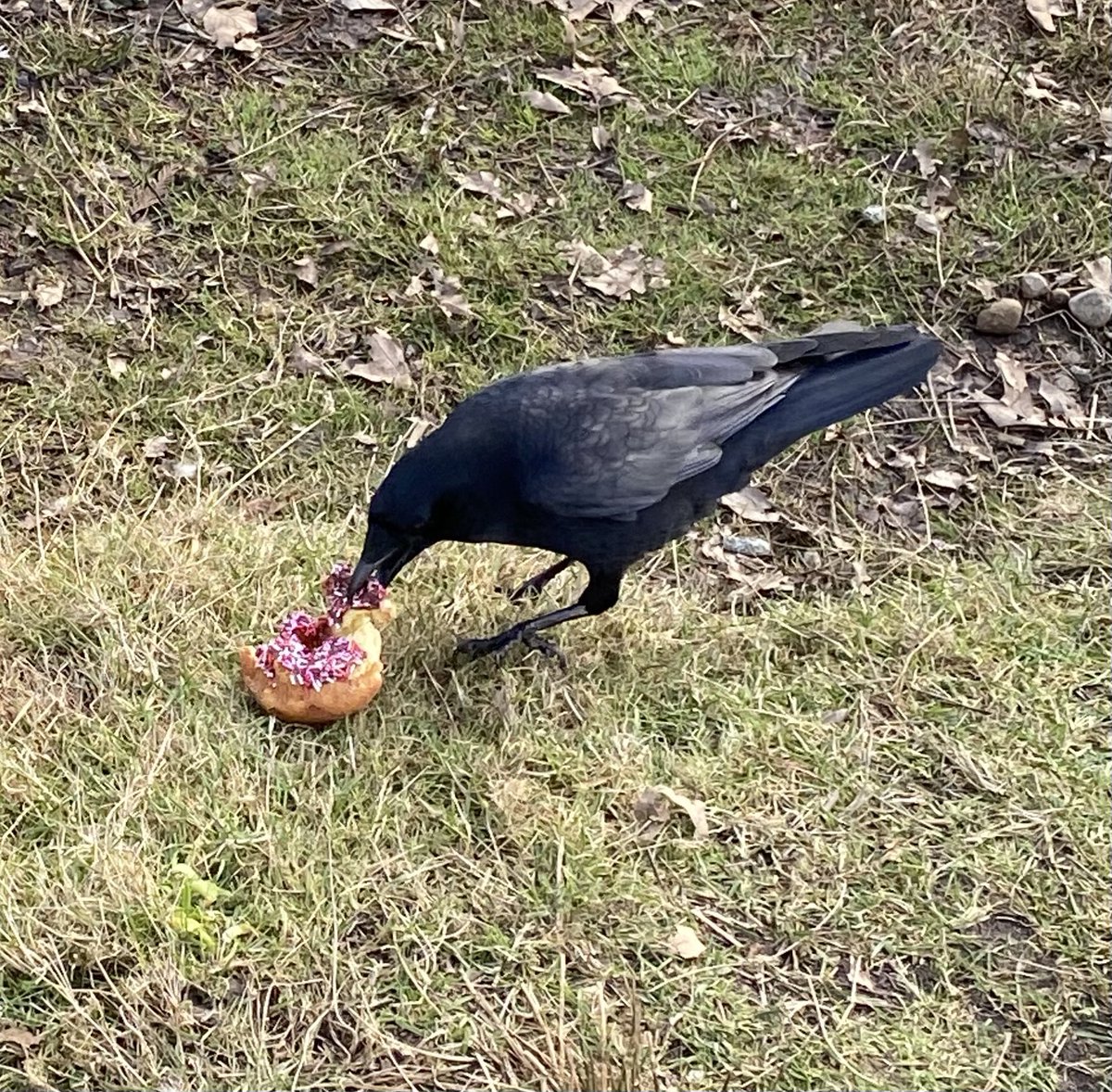 andydunks85's tweet photo. Went hunting for pigeons but all I could find was crows & ducks at the pond…..I call this one - A Bird Story 🐦 🦆 Before, during & after. (No birds were harmed in the making but my dog was traumatized 😂) @stapleverse #ESPDONUT @mattshitsdaily @RDM_010 @JimmehSkl https://t.co/rGcZZCMPGF