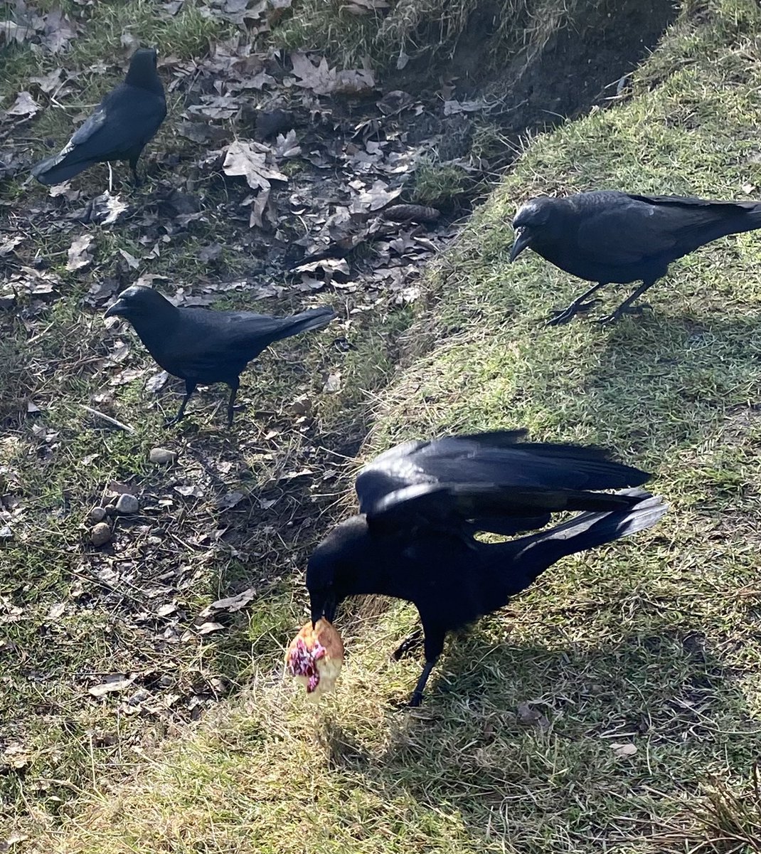 andydunks85's tweet photo. Went hunting for pigeons but all I could find was crows & ducks at the pond…..I call this one - A Bird Story 🐦 🦆 Before, during & after. (No birds were harmed in the making but my dog was traumatized 😂) @stapleverse #ESPDONUT @mattshitsdaily @RDM_010 @JimmehSkl https://t.co/rGcZZCMPGF
