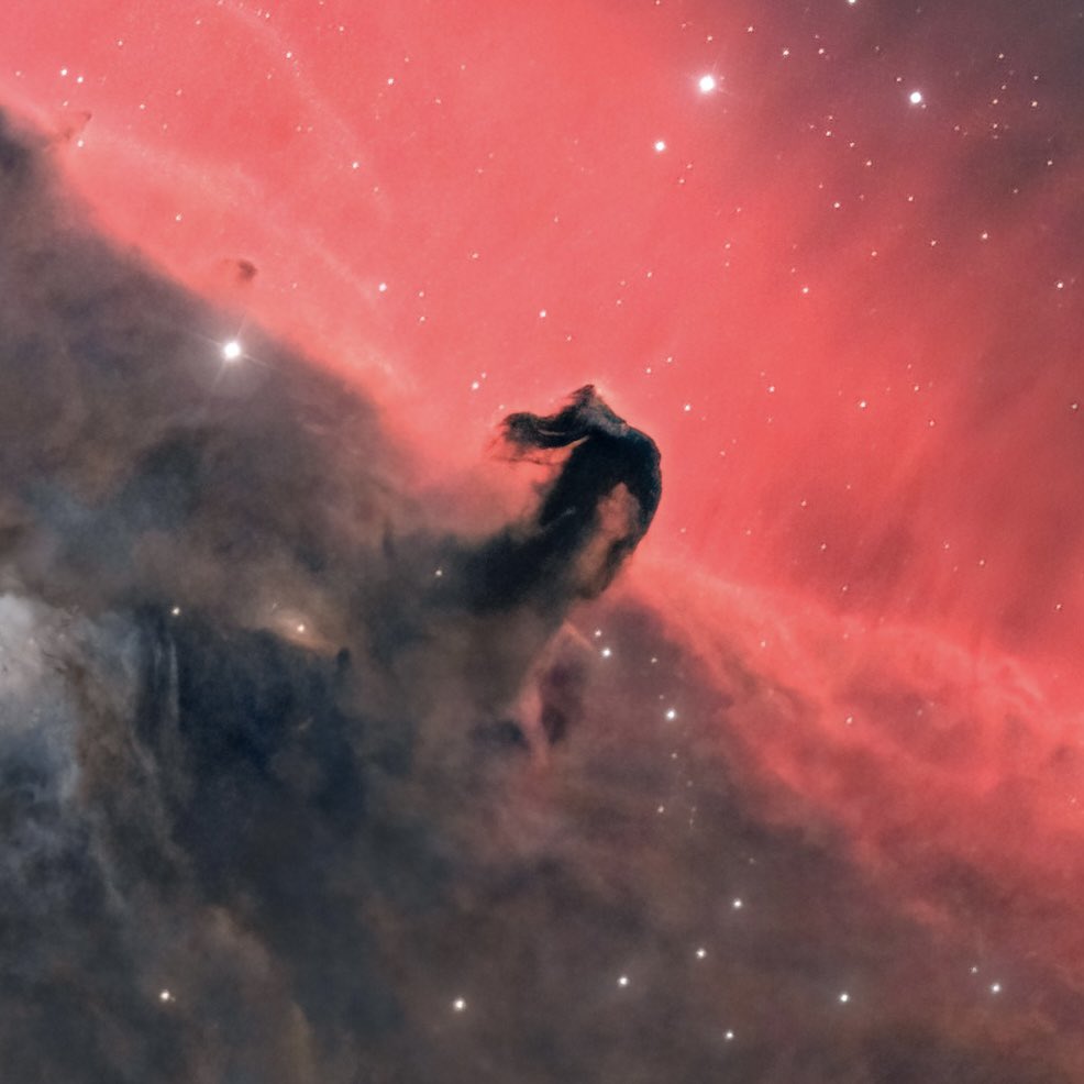 brinkoo7's tweet photo. Close up of the Horsehead Nebula I’ve been working on. Every night I collect a bit more data 😝. #Astrophotography https://t.co/nF4n7JguJo