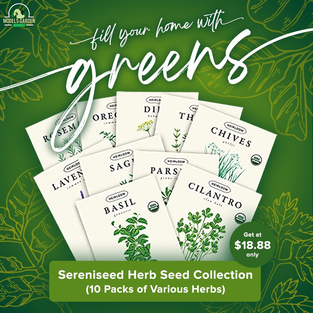 ModelsGarden's tweet image. Fill your home with healthy greens with our Serenissed Certified Organic Herb Selection 🌱 For just $18.88, you'll get 10 packs of different herbs! 😉

☑ 100% Non GMO
☑ Open Pollinated
☑ Includes a Guide for Indoor &amp;amp; Outdoor Planting to better help you grow your own her