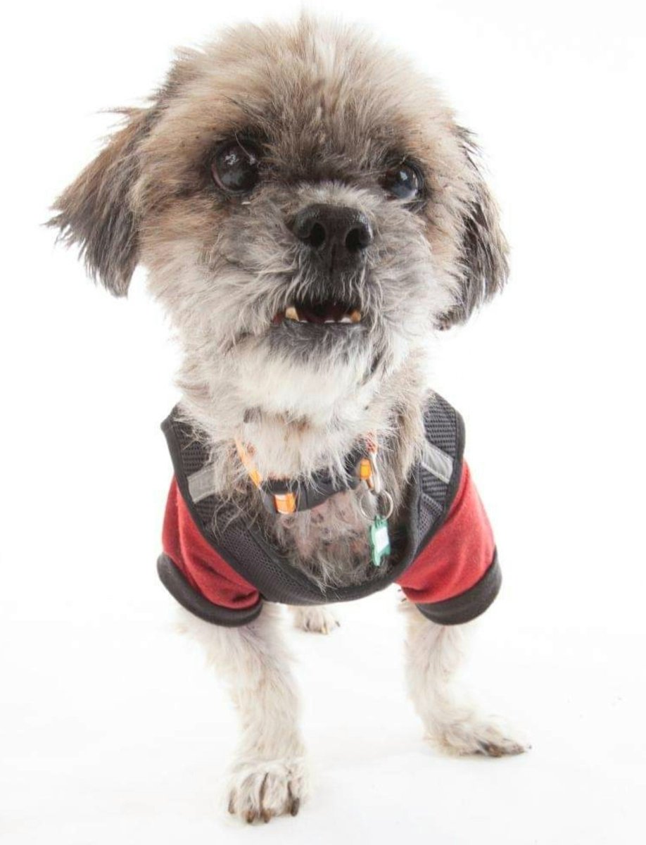 #ADOPT Mr. Mullet, a Shih Tzu/Lhasa Apso mix 🥰
Mr. Mullet is a perfect little gremlin who loves to show off all his precious toofies, or at least the bottom half of them. He’s soooo cute and friendly, a very good boy if there ever was one! 
muttville.org/mutt/mr-mullet…