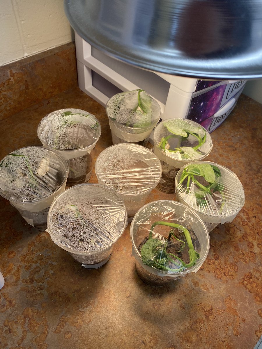 We get so excited on our data collection days! Every Tuesday/Friday we check on our greenhouses growing Lima beans in 4 different environments. The kids are all so surprised by the major differences! #room13 <a href="/WitterWildcats/">Witter Wildcats</a> <a href="/WeAreHAEST/">HAEST</a>