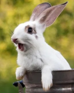 заяц багз банни удивление. удивляющий заяц. лицо зайца багз банни. напуганный заяц. удивляющий заяц.