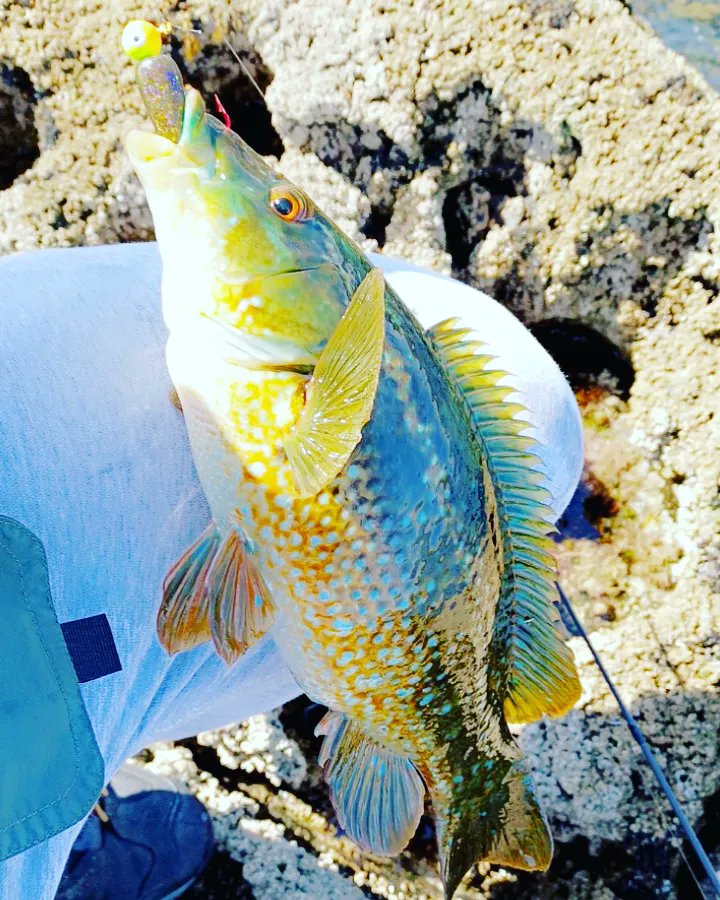 Love the colours on these #fishing #wrasse #powerbait #fishingrod #Happiness #sea #game #SummerVibes
