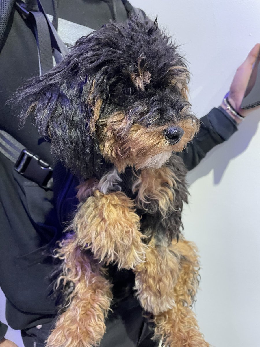 EthereumDenver's tweet photo. ✨Looking for Happy! ✨ Last seen in #MirusGallery, Happy is the most adorable and fluffiest member of the #Bufficorn family! If found, please send Happy and their human-family back to #MirusGallery! We have some #ETHDenver #SporkDAO swag for them! https://t.co/UUxrP5Tvuf
