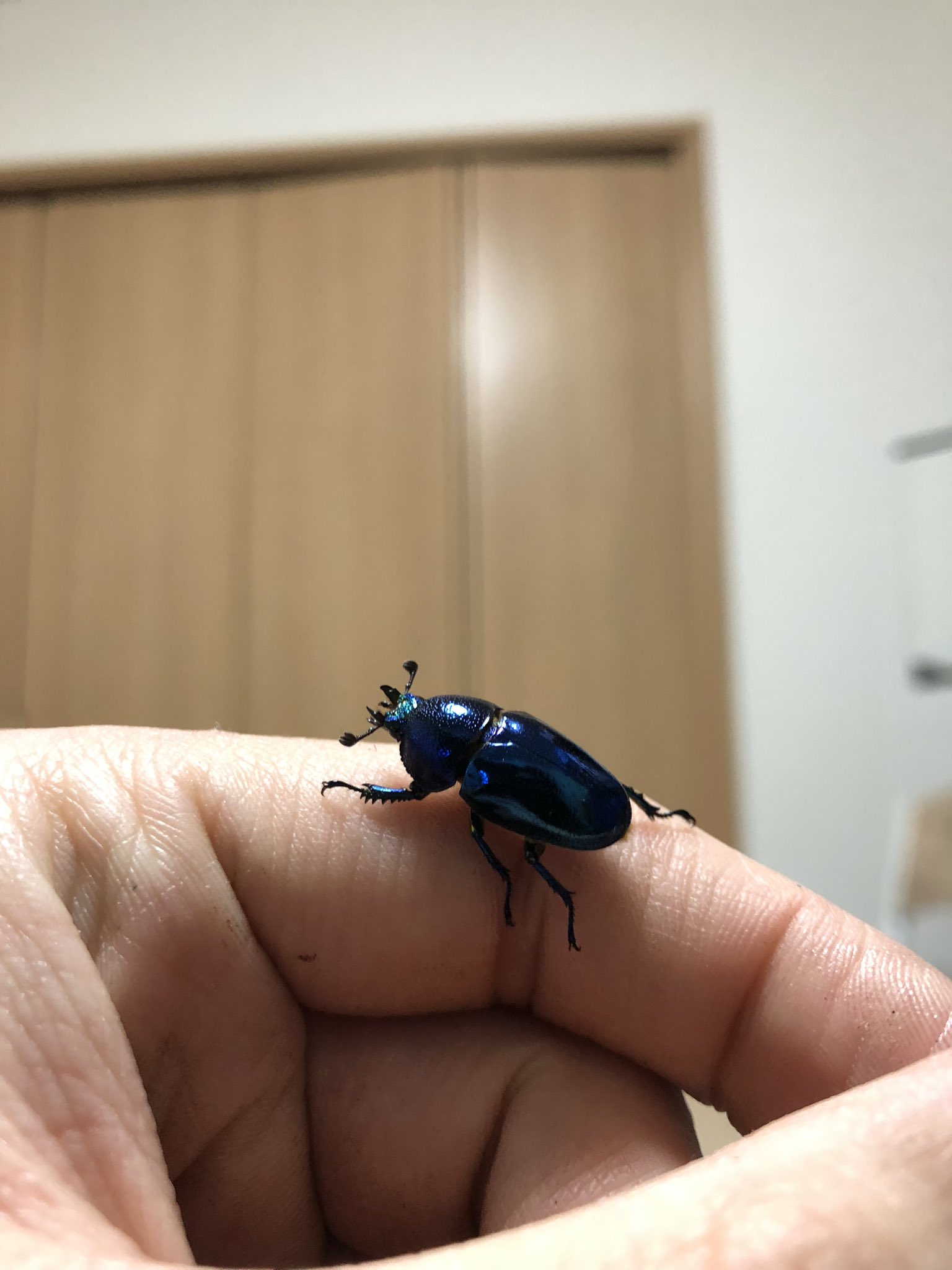 Cool Bugs Pnwbugs Twitter