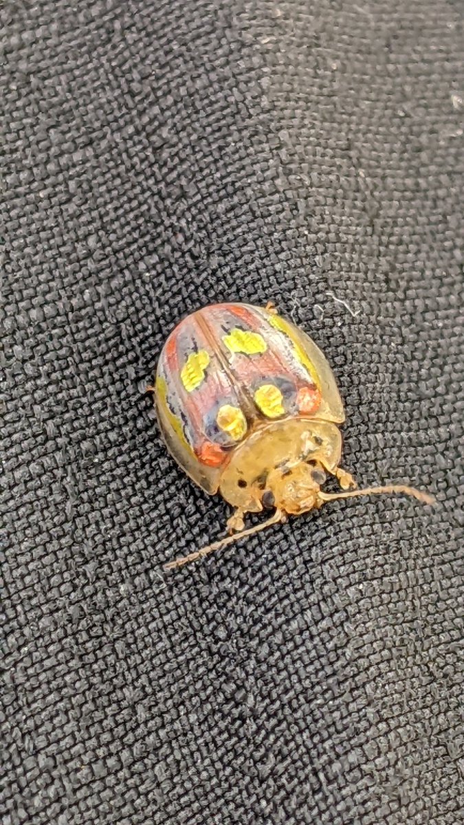 incog neato tweet media