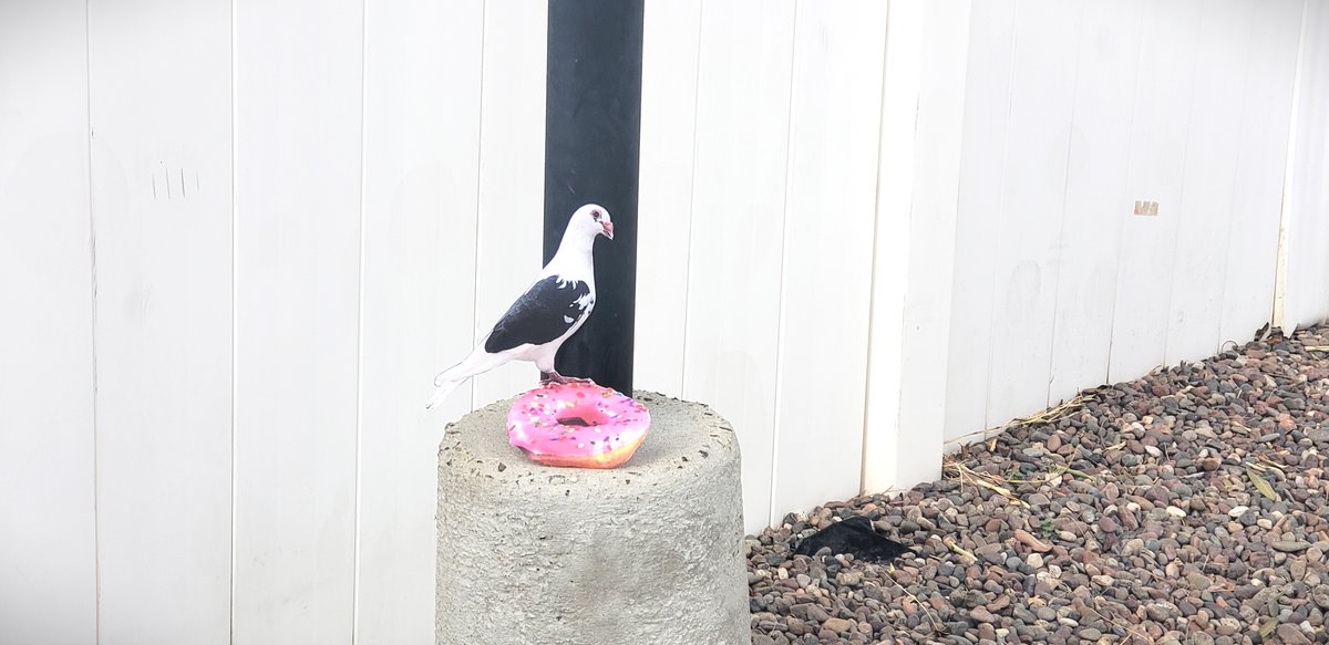 David_0707_'s tweet photo. Check this awesome moment captured, almost didn't get it but I got very lucky after a lot of attempts and a few donuts eaten away by other birds.....Pigeon and Donut Captured, wow!!! @stapleverse #ESPDONUT @jeffstaple https://t.co/P7C7h5rLWJ