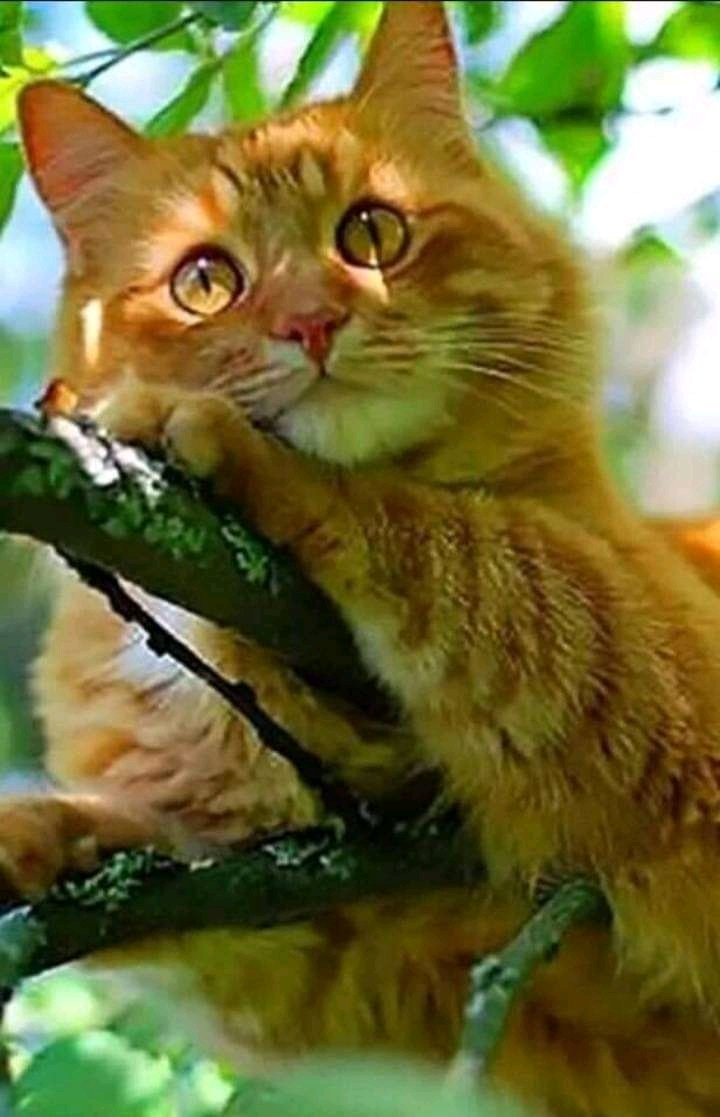 PetChivo's tweet photo. Miradas que enamoran 😍 https://t.co/lVhz5BLmS6
