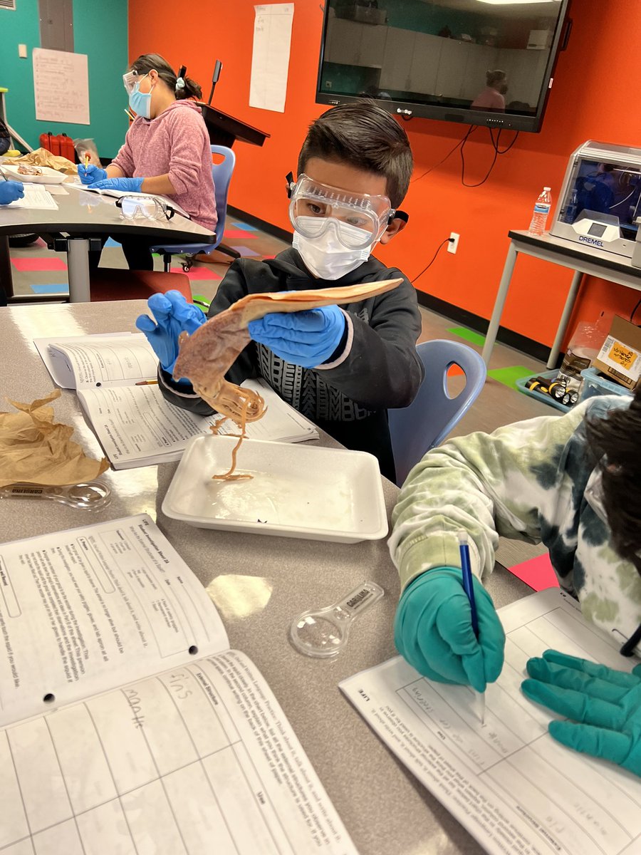 Day 1 of our squid dissection observing the external structures! Huge thank you to our Steam Tosa for coming and helping our 4th graders explore and learn!! <a href="/Columbia_VVUSD/">Columbia Elementary</a>