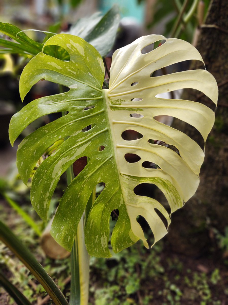 La Monstera Thai constelation es una de mis favoritas. 

Hoy me sorprendio con esta hoja, pfff , cómo dato está es una de las monsteras echas en laboratorio, su variegado siempre será estable.