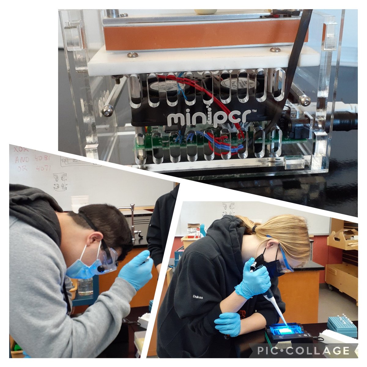 Wierzbowski_Bio's tweet photo. Biotechnology students examined their DNA to see if they were morning larks or night owls (sleep lab). The night owls win again! Using @miniPCR mini8 thermocyclers. #biotechexperience #ABEMA #MassBioEd https://t.co/9QE0OMM20x