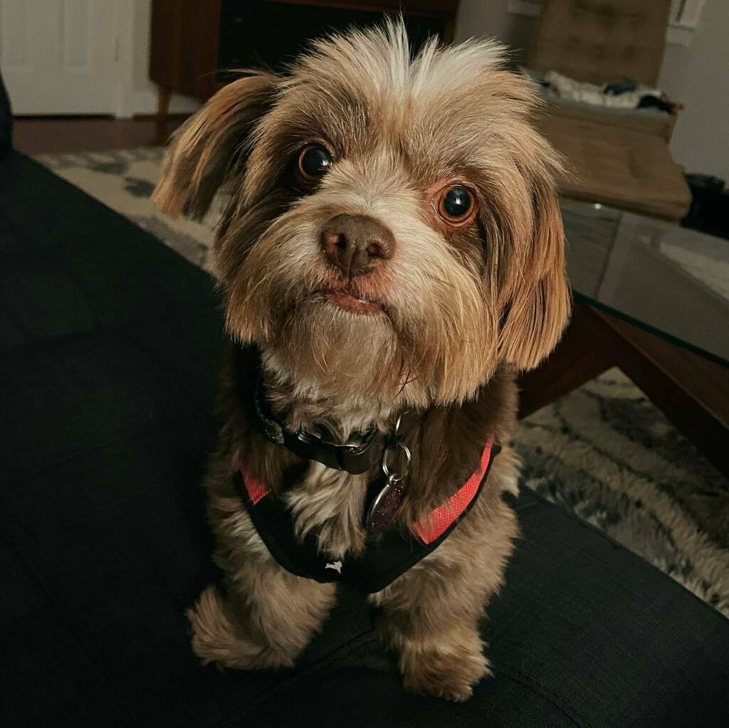 nigelpetrie's tweet photo. My breed mix percentages came back from @embarkvet today. Swipe to see the results! https://t.co/mbqFTUnb4p https://t.co/xm68JsJZ44