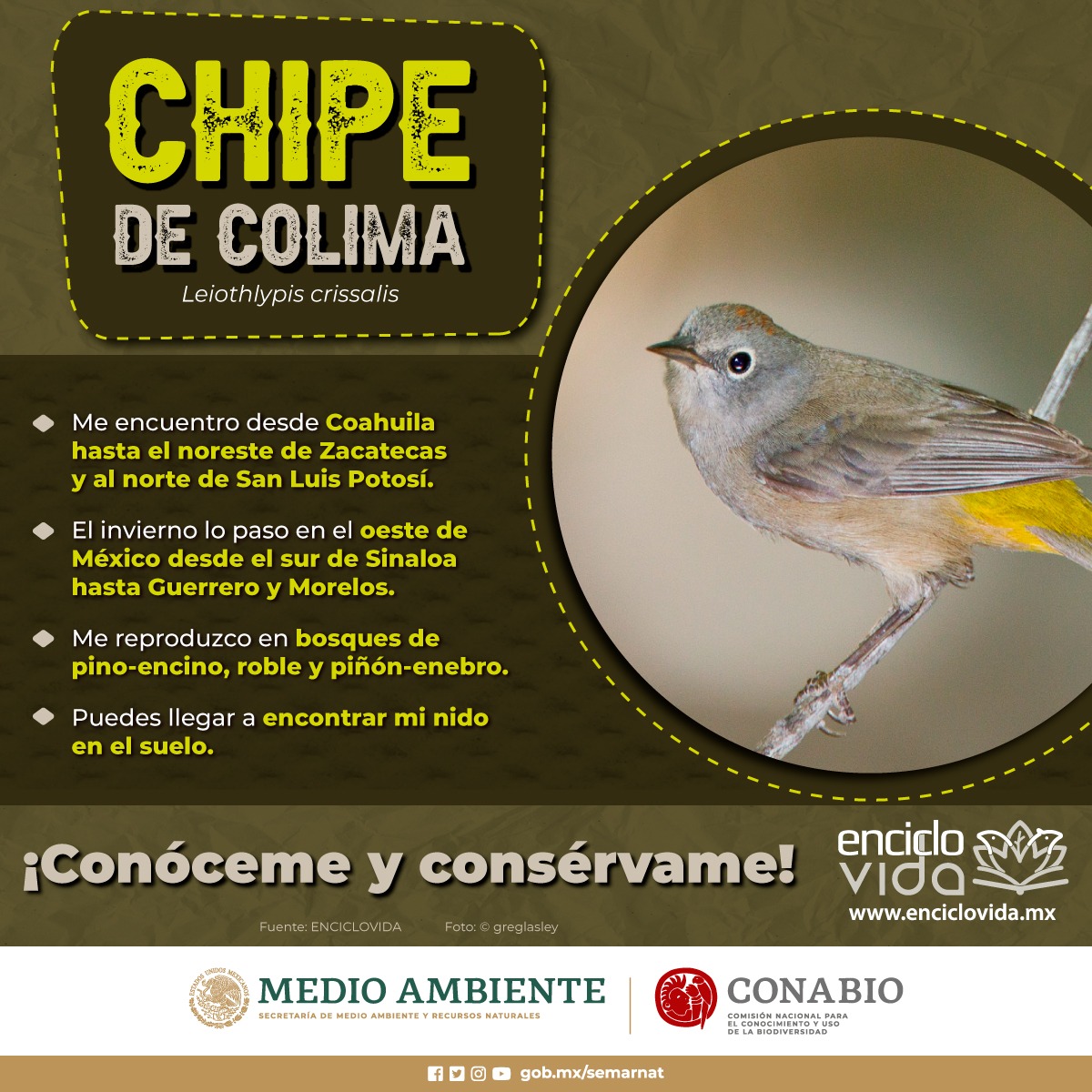 SEMARNAT_mx's tweet photo. ¿Conoces al #ChipeDeColima (Leiothlypis crissalis)? 🐦🐦🐦

📌 Te compartimos algunos datos sobre él. 👇🏽

Visita ➡️ https://t.co/RXTCKl9GMY de la @Conabio y descubre más de esta y otras especies. 🧐 https://t.co/xpKtJ3nZ3n